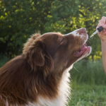 CBD for Dogs in Canada: Legal Status, Benefits, and Tips for Pet Owners